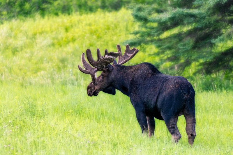 Moose on the Loose by Andrew March